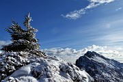 64 Pinetto imbiancato con vista in Cima Alben